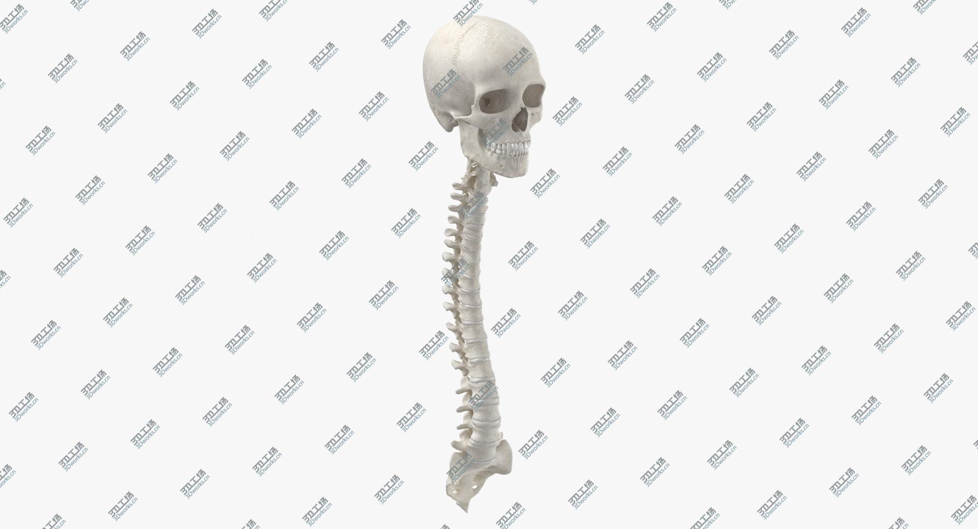 images/goods_img/202104091/3D Real Human Spine Bones Male Skull and Jaw Anatomy With Intervertibral Disks White 01 model/1.jpg